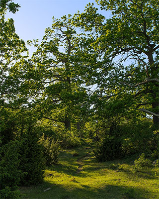 Björnö Naturreservat