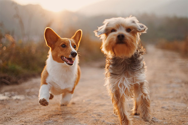 Hundbad