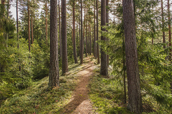 Hörsö Naturreservat